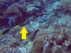 Cantherhines dumerilii