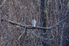 Accipiter cooperii