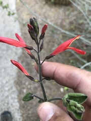 Justicia californica