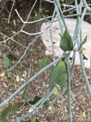 Justicia californica