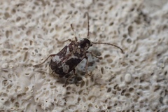 Ptinomorphus imperialis