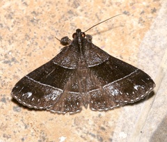 Rejectaria atrax