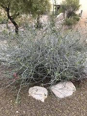 Justicia californica