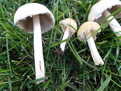 Panaeolus antillarum