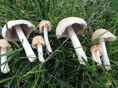 Panaeolus antillarum