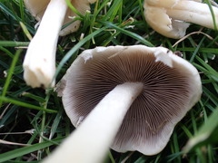 Panaeolus antillarum