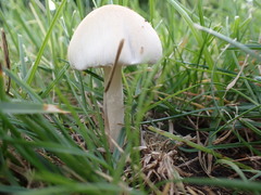 Panaeolus antillarum