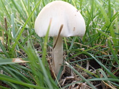 Panaeolus antillarum