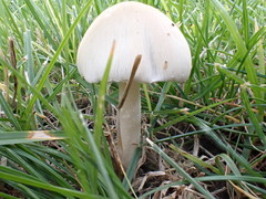 Panaeolus antillarum