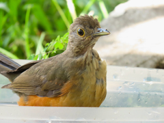 Turdus rufiventris