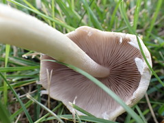 Panaeolus antillarum