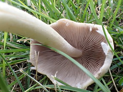 Panaeolus antillarum