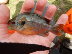 Lepomis miniatus