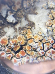 Squamulea galactophylla