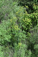 Prionosciadium thapsoides