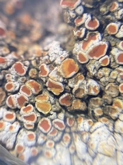 Squamulea galactophylla