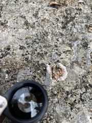 Squamulea galactophylla