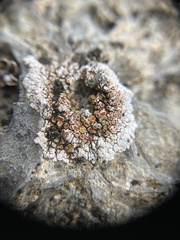 Squamulea galactophylla