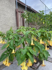 Brugmansia