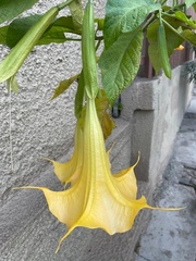 Brugmansia