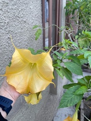 Brugmansia