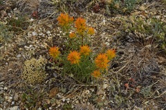 Castilleja flava flava