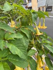 Brugmansia