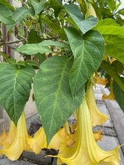 Brugmansia