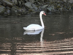 Cygnus olor