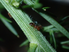 Pheidole rugosula