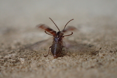 Ptinomorphus imperialis