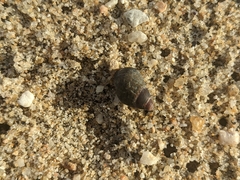 Echinolittorina aspera