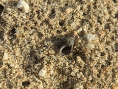 Echinolittorina aspera