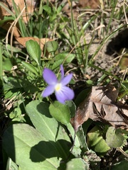 Viola bicolor