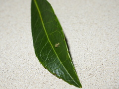 Philotarsetae