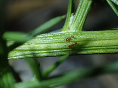 Pheidole rugosula