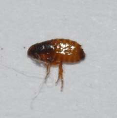 Ctenocephalides