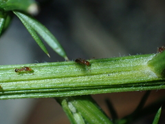 Pheidole rugosula