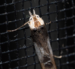 Deigmoesta lithocosma