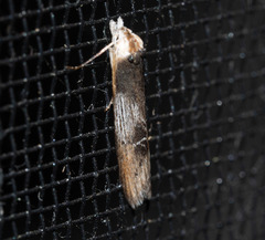 Deigmoesta lithocosma