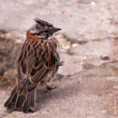 Zonotrichia capensis