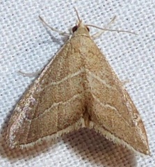 Stegea salutalis
