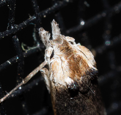 Deigmoesta lithocosma