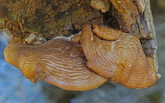Omphalotus olivascens