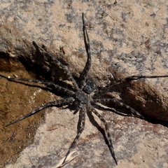 Trechalea bucculenta