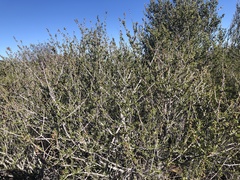 Ceanothus ophiochilus