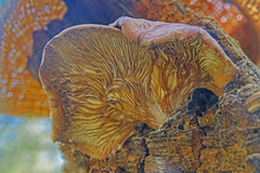 Omphalotus olivascens