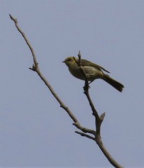 Ptilotula plumula