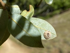 Paracraspis guadaloupensis