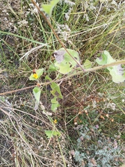 Simsia lagasceiformis